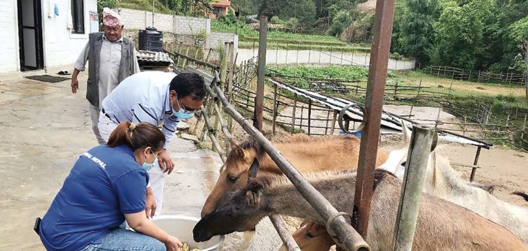 नेपालमा गधा दिवस मनाइँदै ।