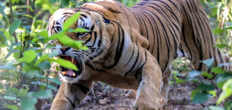 चितवन : मानिसलाई आक्रमण गर्ने चारवटा बाघ नियन्त्रणमा