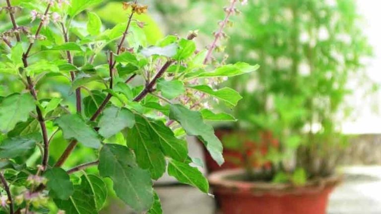 आज ज्येष्ठ शुक्ल एकादशी, घर घर तुलसीको दल राखिदै ।
