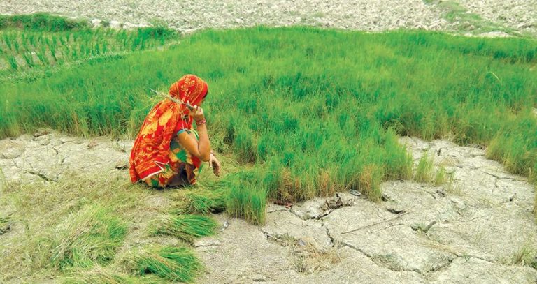 पर्याप्त पानी नपर्दा धान किसान चिन्तित