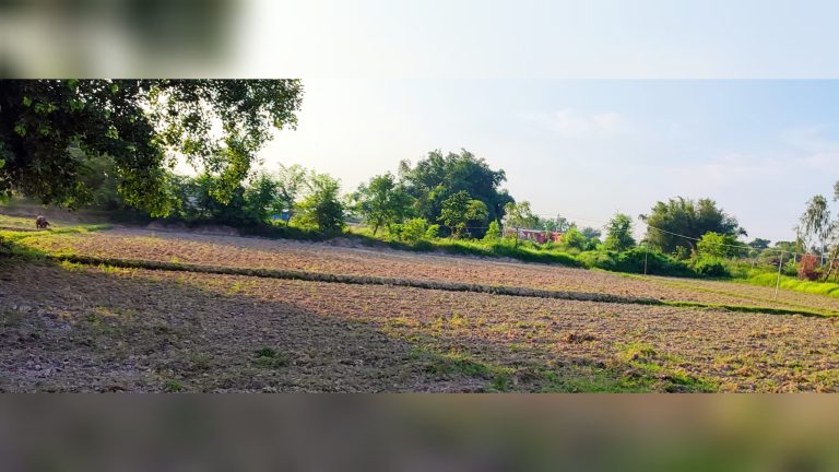 पानी नपर्दा मध्य मधेसमा धान रोपाइँ अलपत्र