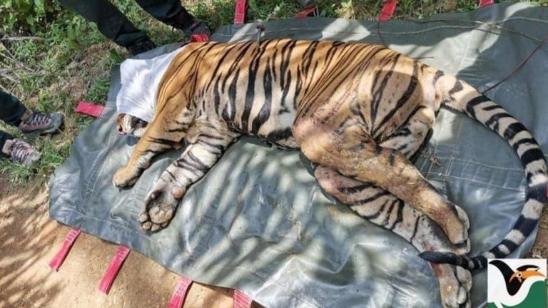 ठाेरीमा आतंक मच्चाएकाे बाघ एक हप्तापछि नियन्त्रणमा ।