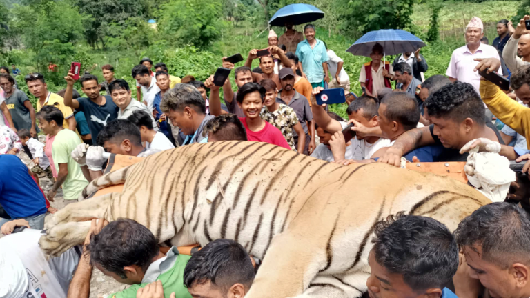पहिलोपटक तीन घडियाल गोही बाघले खायो, बाघ नियन्त्रणमा