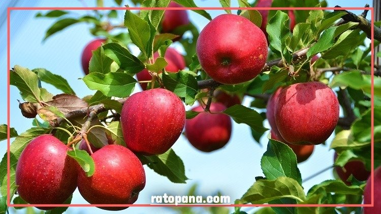 चीनबाट मात्रै वार्षिक ६ अर्बको स्याउ आयात