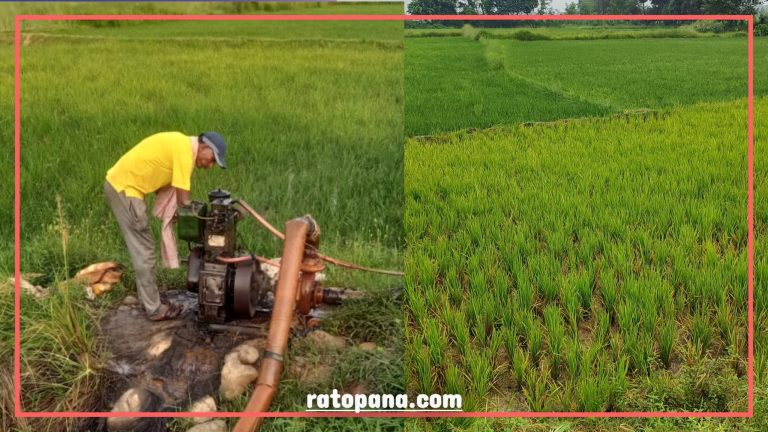 वर्षा भएपछि पर्साका किसान खुसी, मौसम शीतल