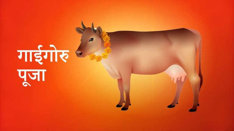 आज गाई पूजा, गाईको पूजाआजा गरी मनाइँदै