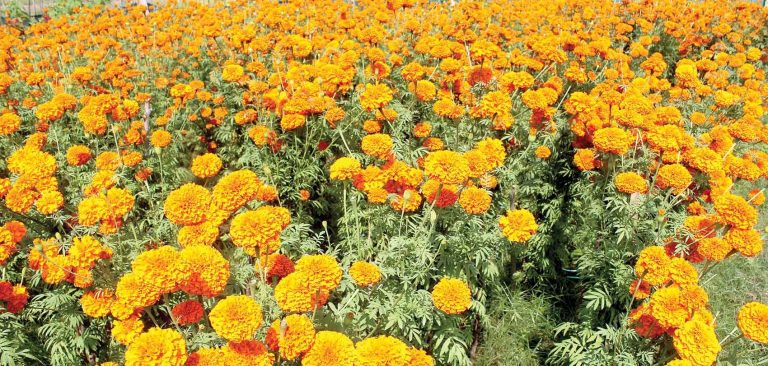 तिहारमा ९० प्रतिशत माला स्वदेशकै