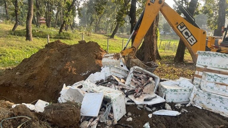 अवैधरूपमा नेपाल भित्र्याइएको अस्वस्थकर माछा नष्ट