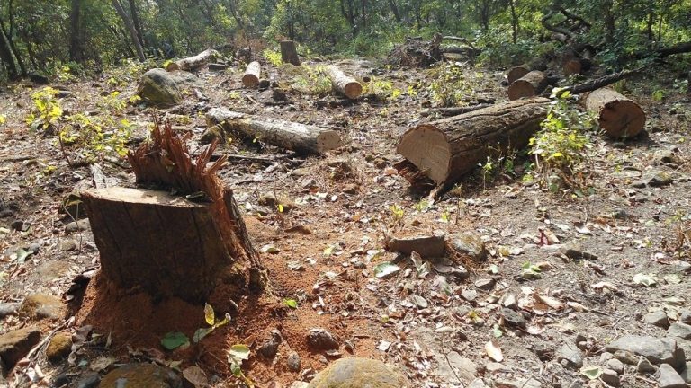 चीसो बढेसँगै पर्सामा वनजङ्गलको फँडानी बढ्यो