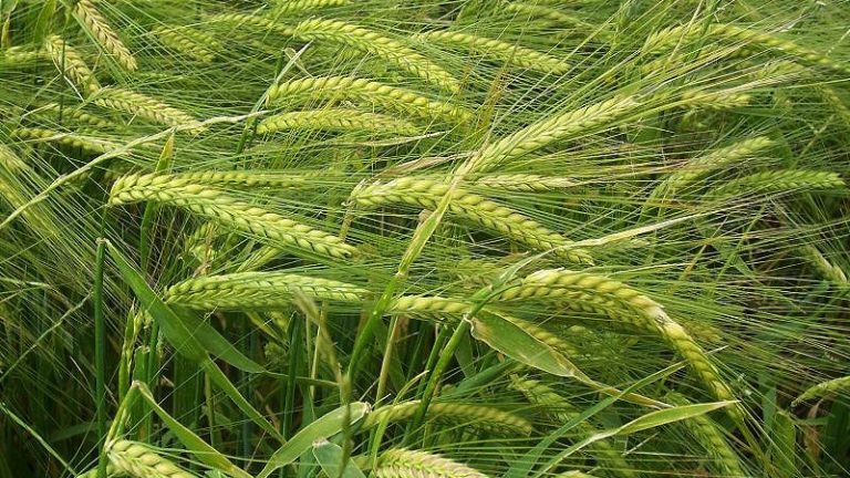 गहुँ सुक्न थालेपछि कृषक चिन्तित