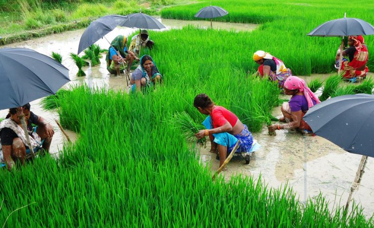 आज धान दिवस, विभिन्न कार्यक्रम गरि मनाइँदै