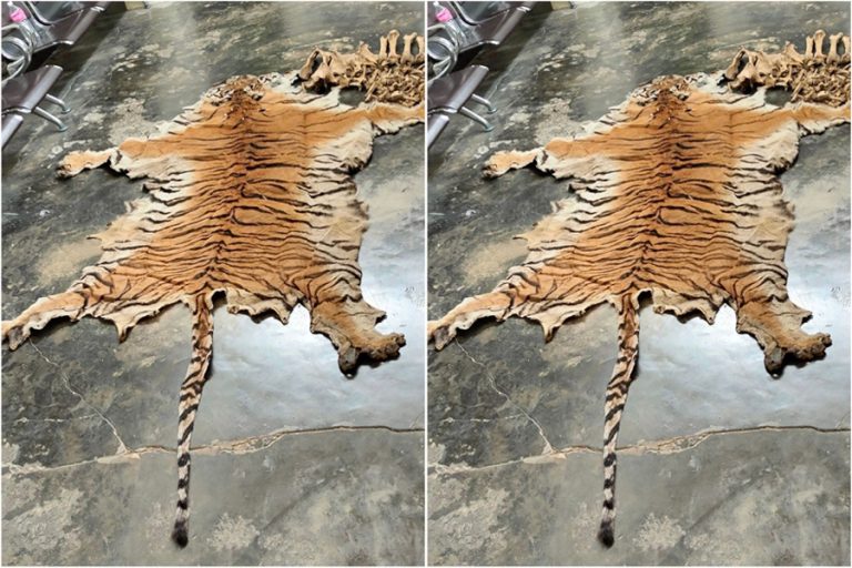 पाटेबाघको छाला र हड्डीसहित चार जना पक्राउ