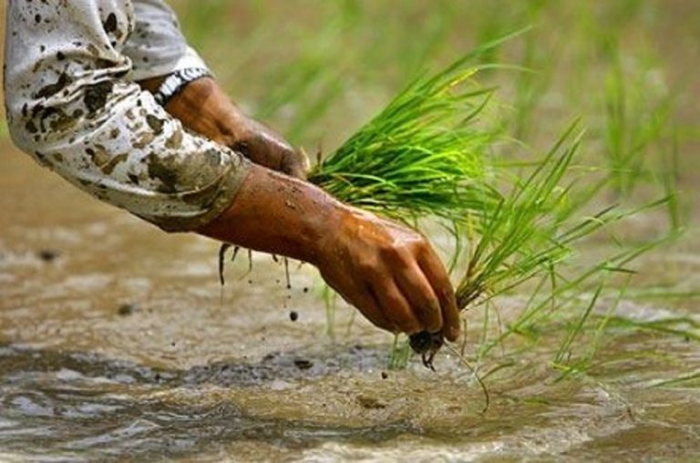 मधेस प्रदेशमा ५९ प्रतिशत मात्र धान रोपाइँ