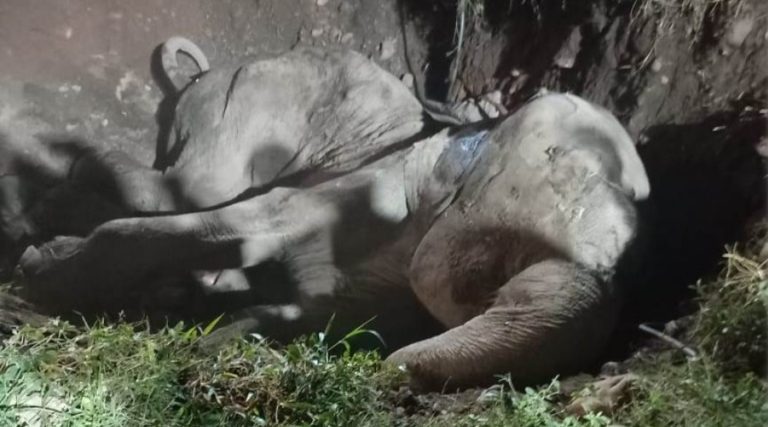 हात्तीसारमा हात्ती गौरीकलीको मृत्यु