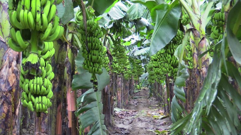 किसान धान खेत मासेर केराखेतीतर्फ आकर्षित