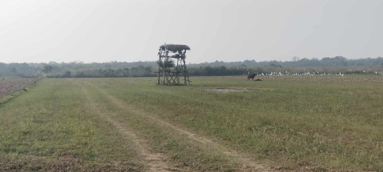 किसानलाई बाली जोगाउन सकस