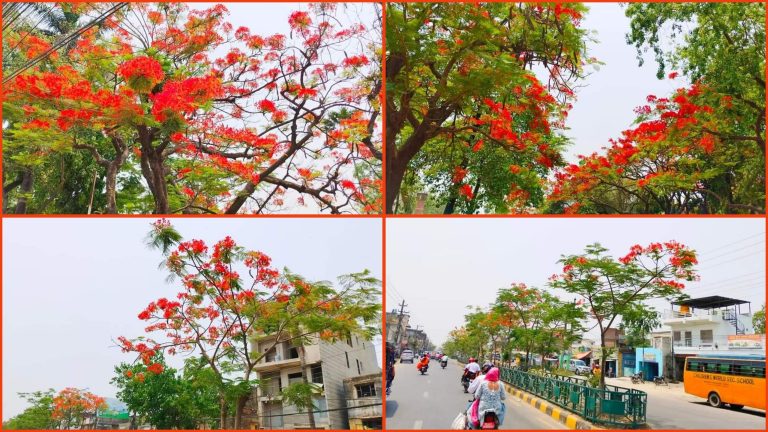 ढकमक्क फुलेको गुलमोहरले सजायो वीरगंज (फोटो फिचर)