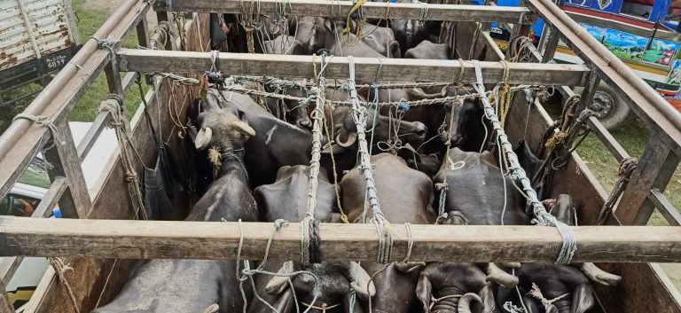 अबैध रुपले भित्र्याइएको भैँसी पर्सा प्रहरीको नियन्त्रणमा