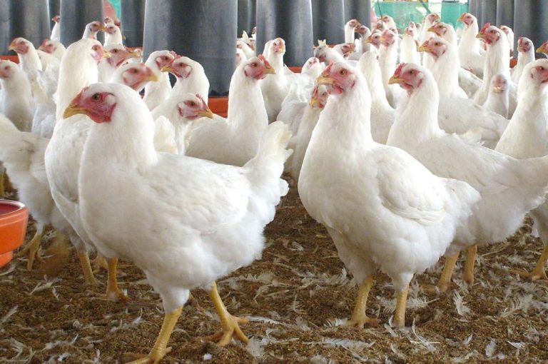 कुखुरामा देखियो ‘बर्डफ्लु’ : विराटनगरदेखि काठमाडौँसम्म सतर्कता