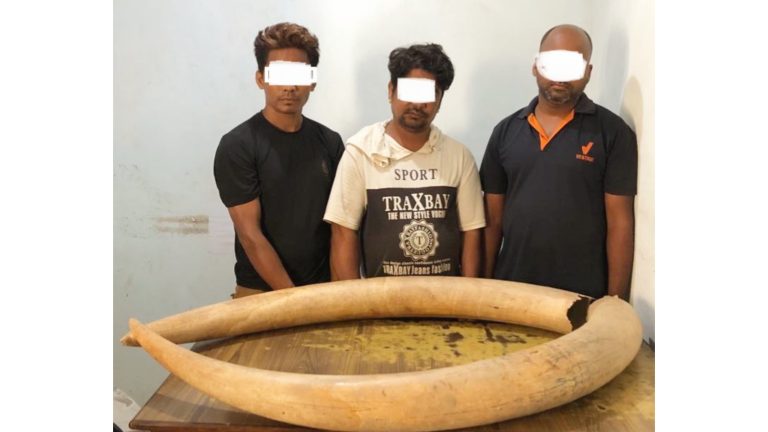 जंगली हातीको दुई वटा दारासहित पर्साका तीनजना पक्राउ