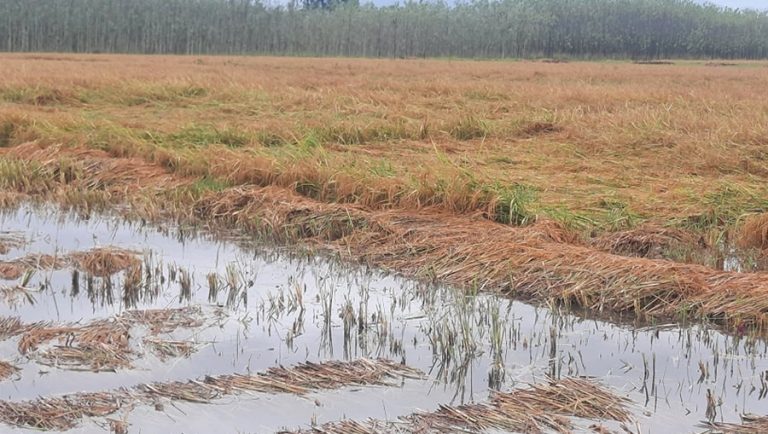बेमौसमी वर्षाले गुल्मीमा ५ करोडको धानबाली नष्ट