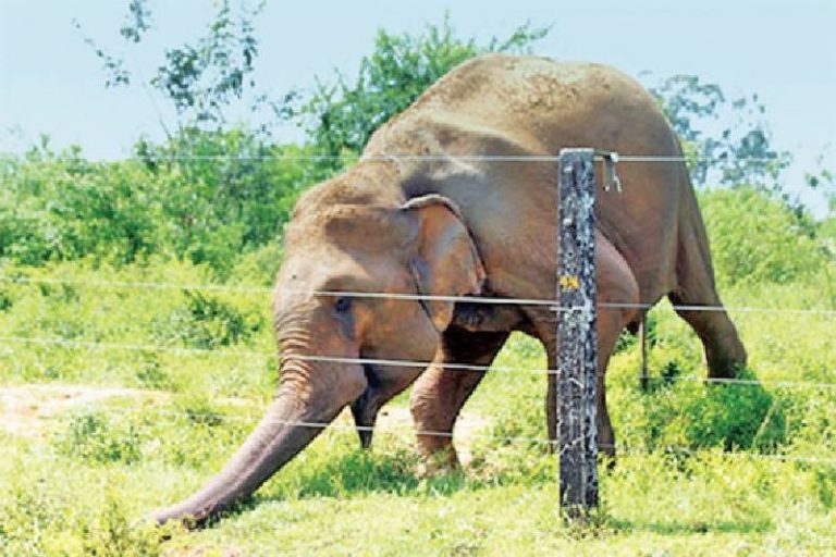 श्रीलङ्कामा विद्युतीय धरापमा परेर मरे ५० वटा जङ्गली हात्ती