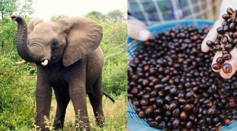 विश्वको सबैभन्दा महँगो कफी, जुन बन्छ हात्तीको गोबरमार्फत
