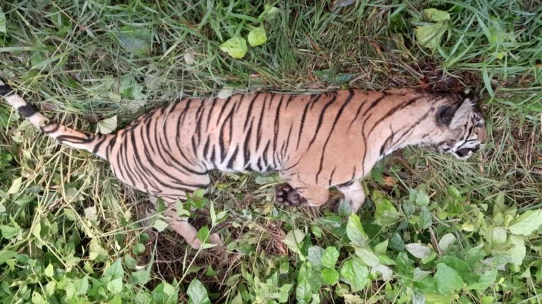 ठोरीमा दुर्लभ पाटे बाघ मृत फेला, आपसी संघर्षको आशंका