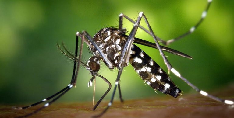 जापानिज इन्सेफलाइटिसबाट १०३ सङ्क्रमति, २० जनाको मृत्यु