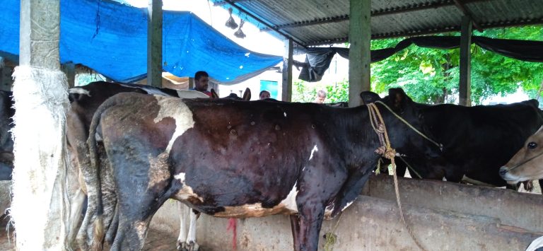 लम्पी स्किनबाट ३० वटा गाईगोरु मरे