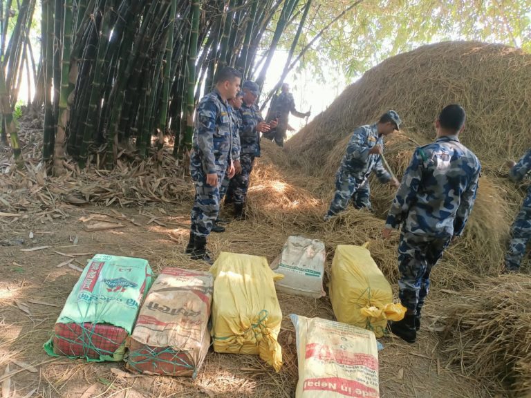 सशस्त्र प्रहरीद्वारा पर्साबाट २ क्विन्टल बढी गाँजा बरामद