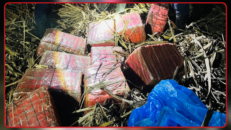 ठोरीमा घर र खेतबाट ठूलो परिमाणमा गाँजा बरामद, आरोपी फरार