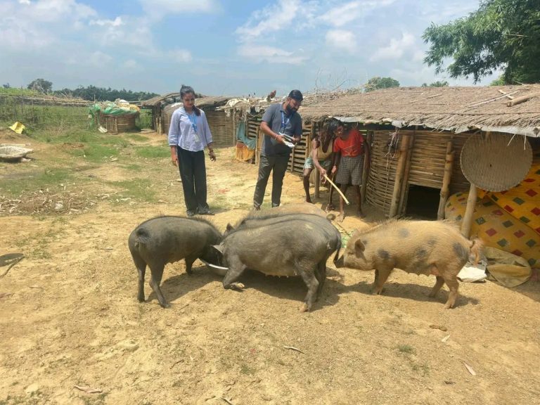 बंगुरपालकलाई अफ्रिकन स्वाइन फिभर रोकथामका लागि सतर्क रहन महानगरको आग्रह