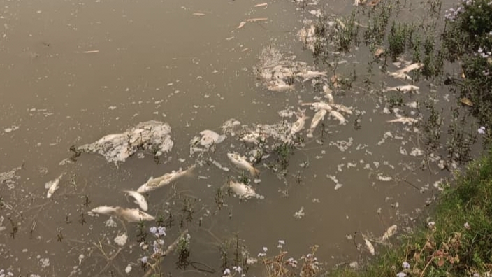 अक्सिजन अभावले पोखरीका माछा मर्दै, माछापालक किसान चिन्तित