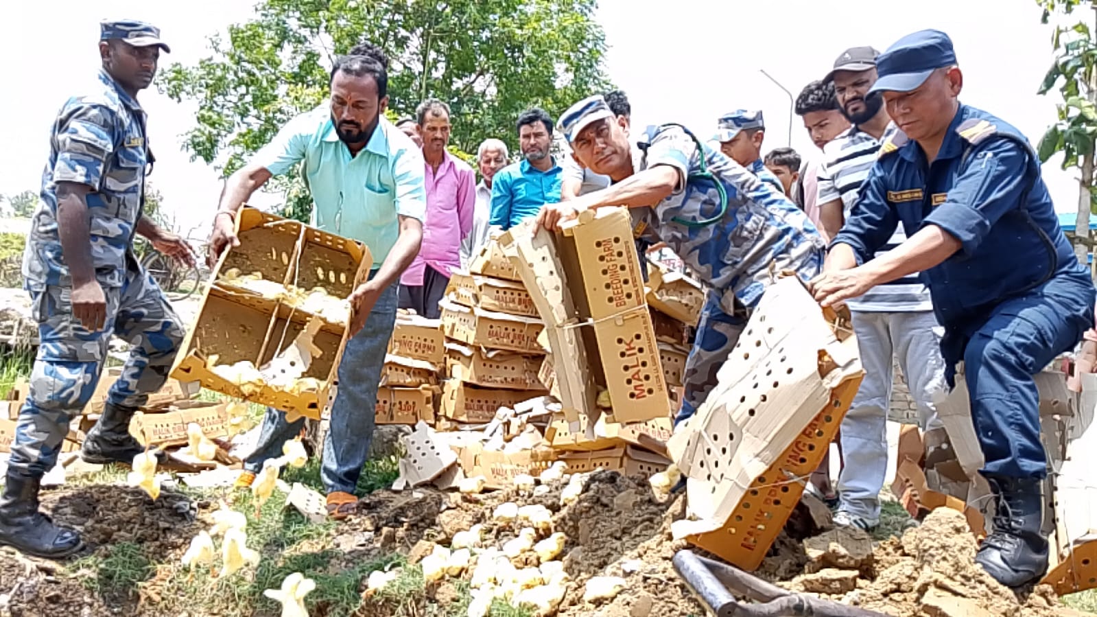 पर्सामा ८ हजार प्रतिबन्धित ब्रोइलर चल्ला बरामद, ८ लाख बराबरको चल्ला नष्ट